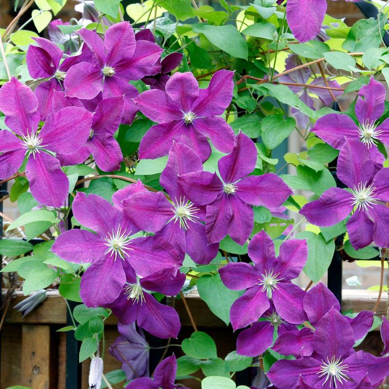 Clematis: Feed the Roots, Skip the Big Cut