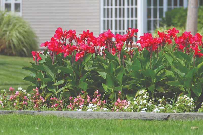 In milder Zone 8 sites, mulch may let rhizomes stay put