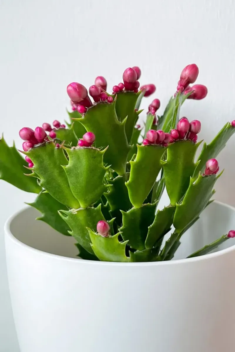 Once Buds Appear, Keep Conditions Steady