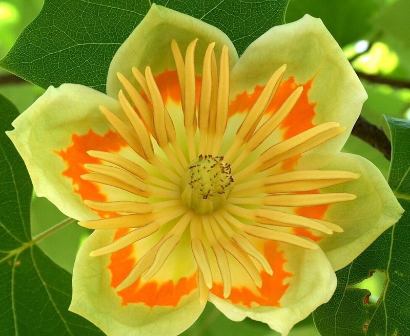 Tulip Poplar (Liriodendron tulipifera)