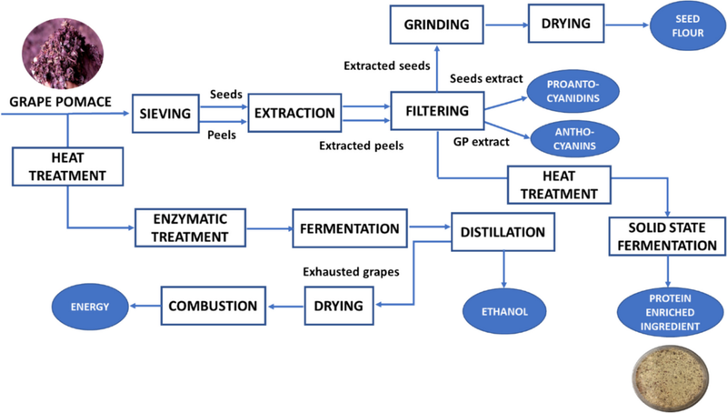 What a modeled winery process says about economics