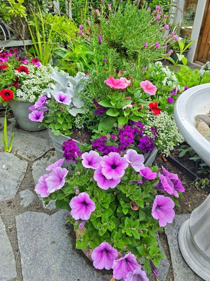 Use Fresh, Well-Draining Potting Mix