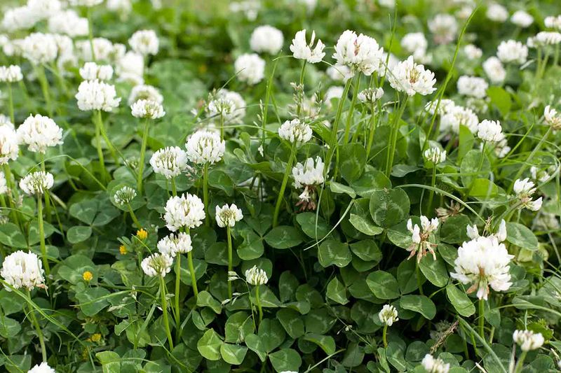 Clover (Trifolium spp.)