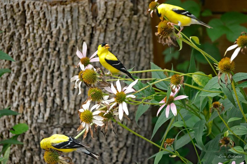 Why goldfinches work the seedheads