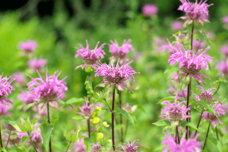Wild Bergamot (Monarda fistulosa)