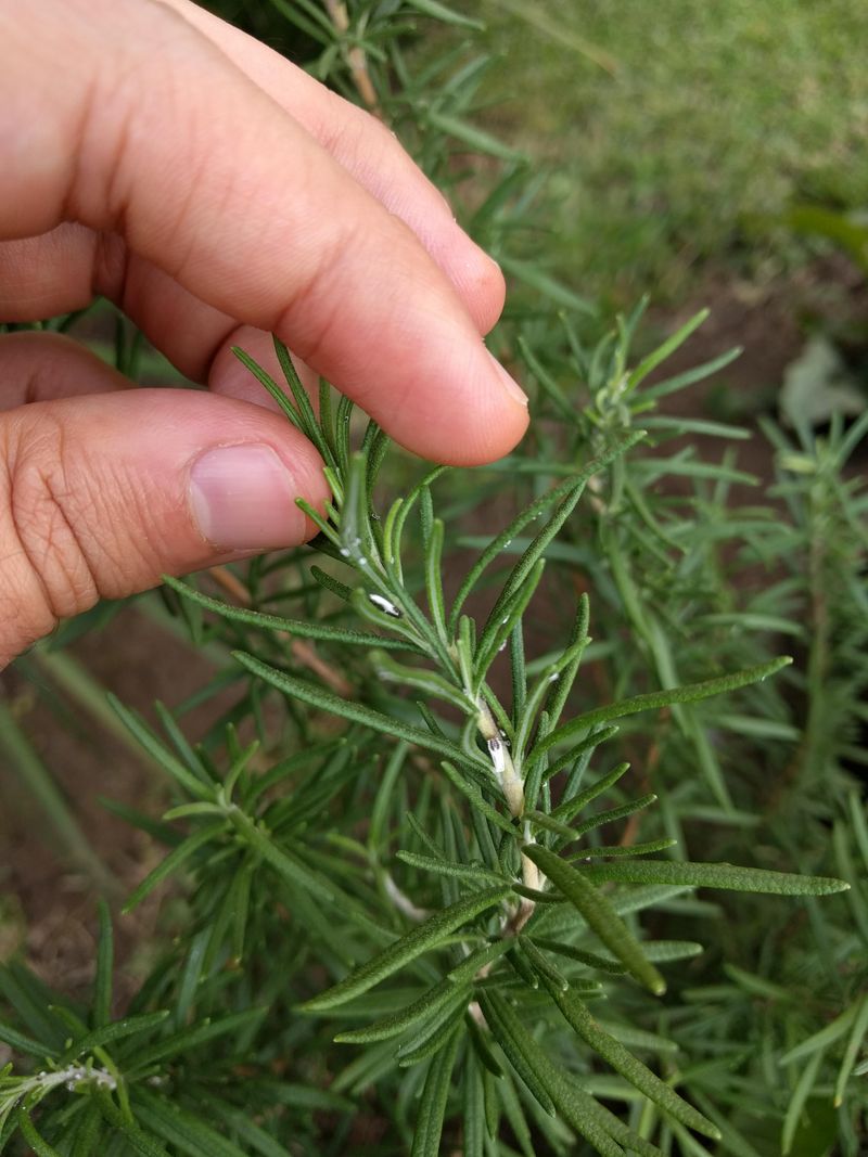 Carrying Pests Inside Without a Checkup