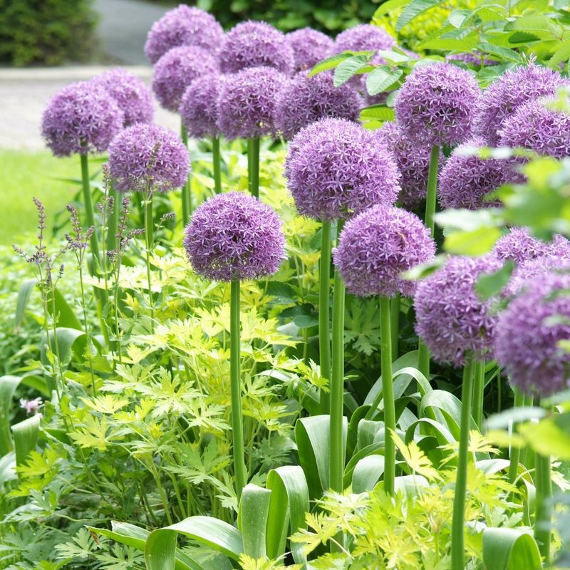 Ornamental Alliums
