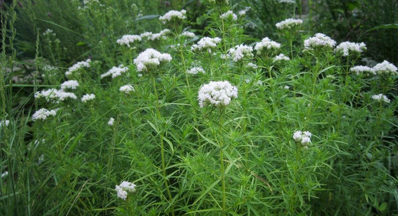 A living border has not been shown to keep mosquitoes away