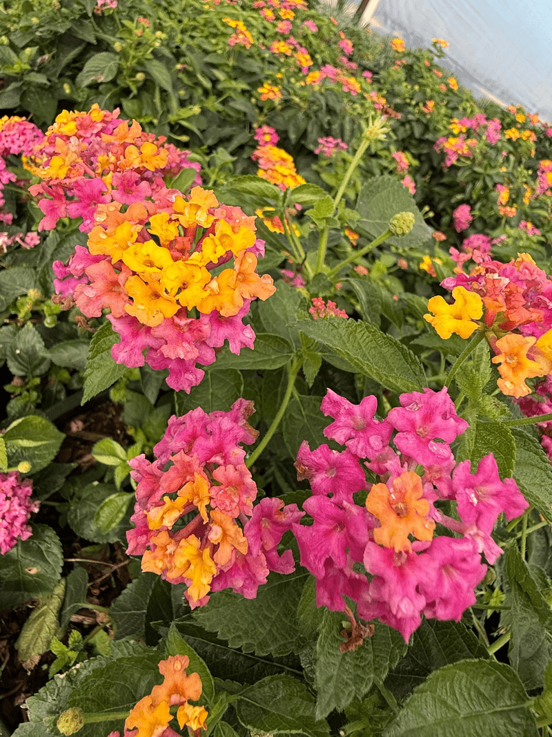 Lantana