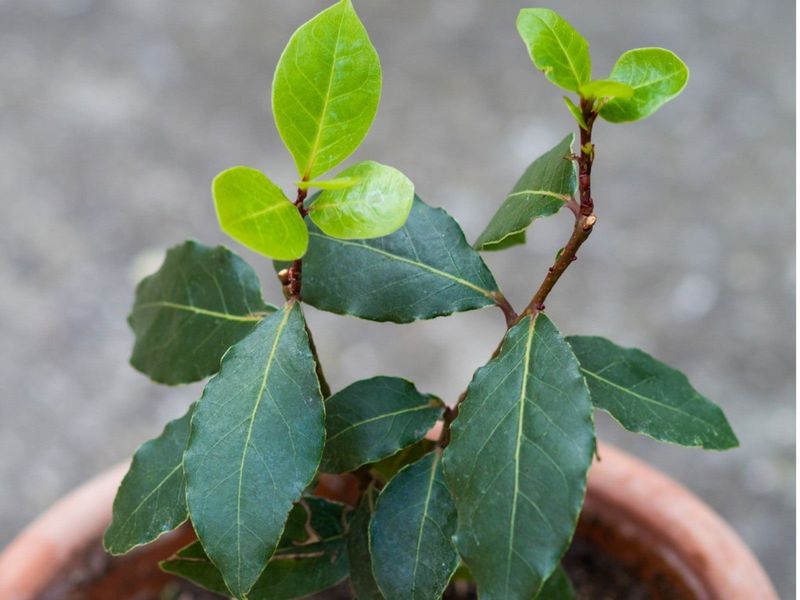 Bay Laurel