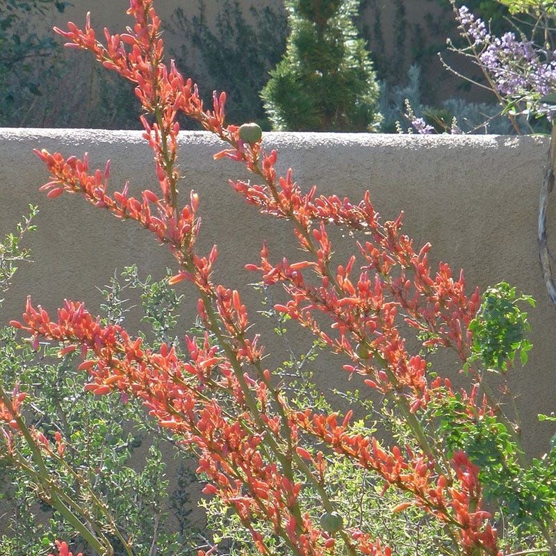 Red Yucca (Hesperaloe parviflora)