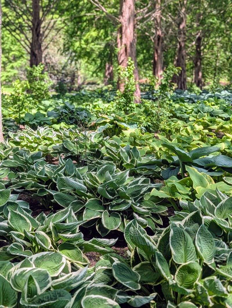 Hostas