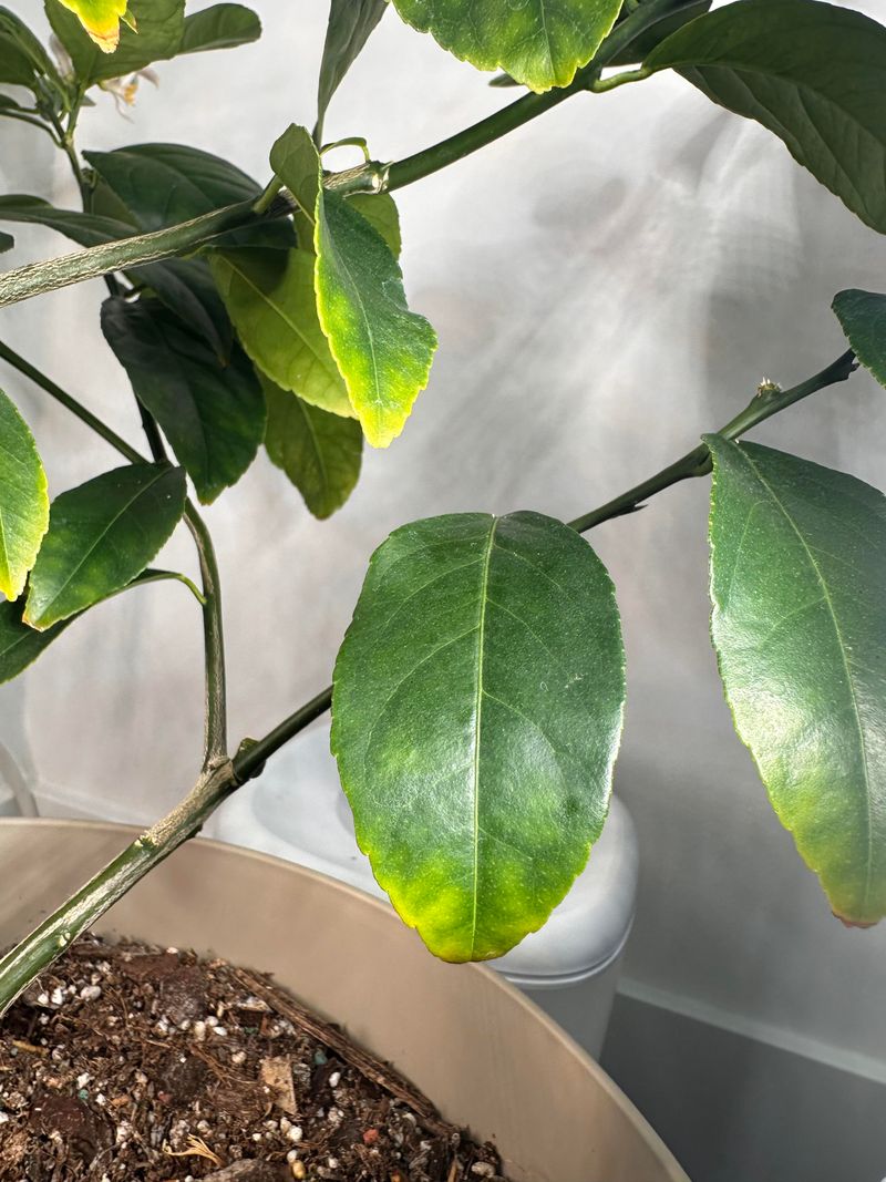 Read the canopy and the pattern of loss together