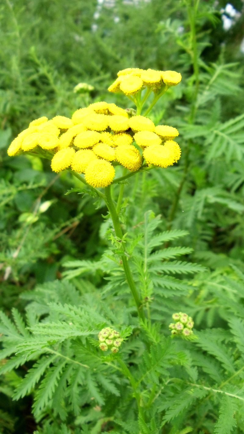 Tansy
