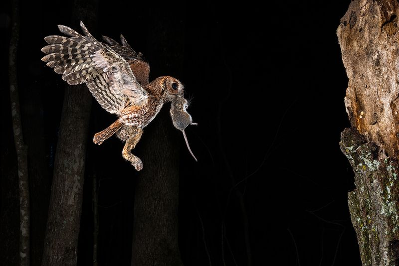 The owl hunts a broad and changing menu