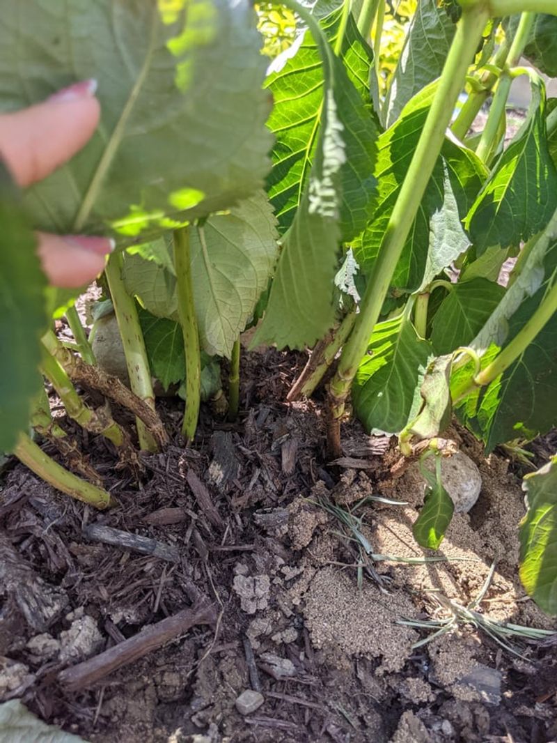 Wet soil calls for restraint, not another drink