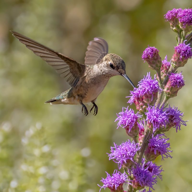 Blazing Star (Liatris)