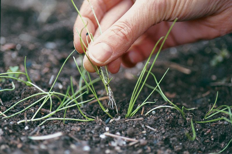 Thin young seedlings carefully