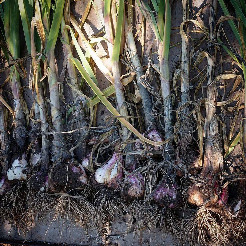 Fall Growth Helps Garlic Build a Larger Bulb