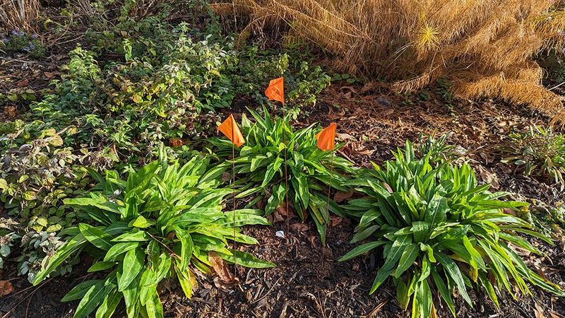 Build habitat around the mountain mint