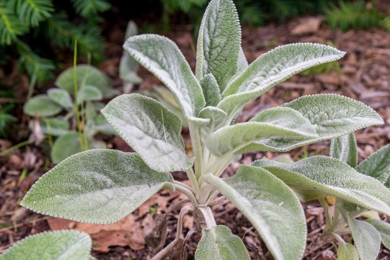 Lamb's Ear Struggles When Moisture Lingers