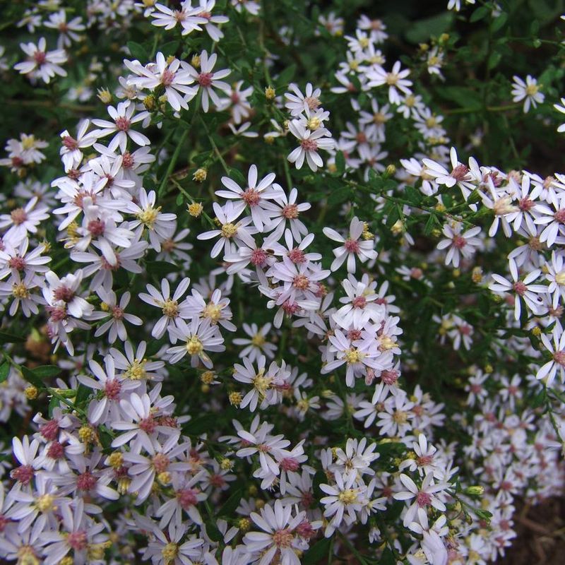 Blue Wood Aster