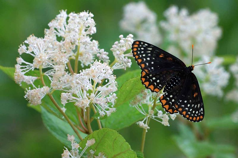The butterfly payoff comes in a short seasonal window