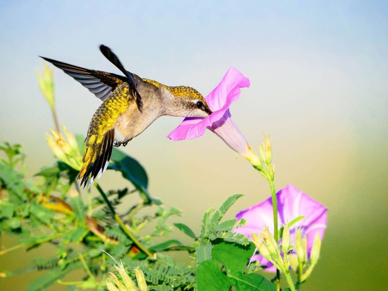 Morning Glory