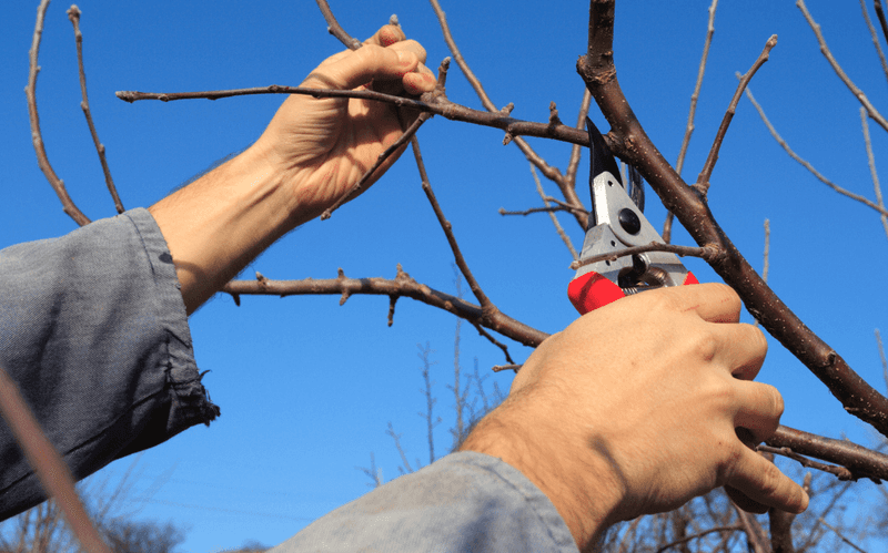 Cutting Too Far From a Bud