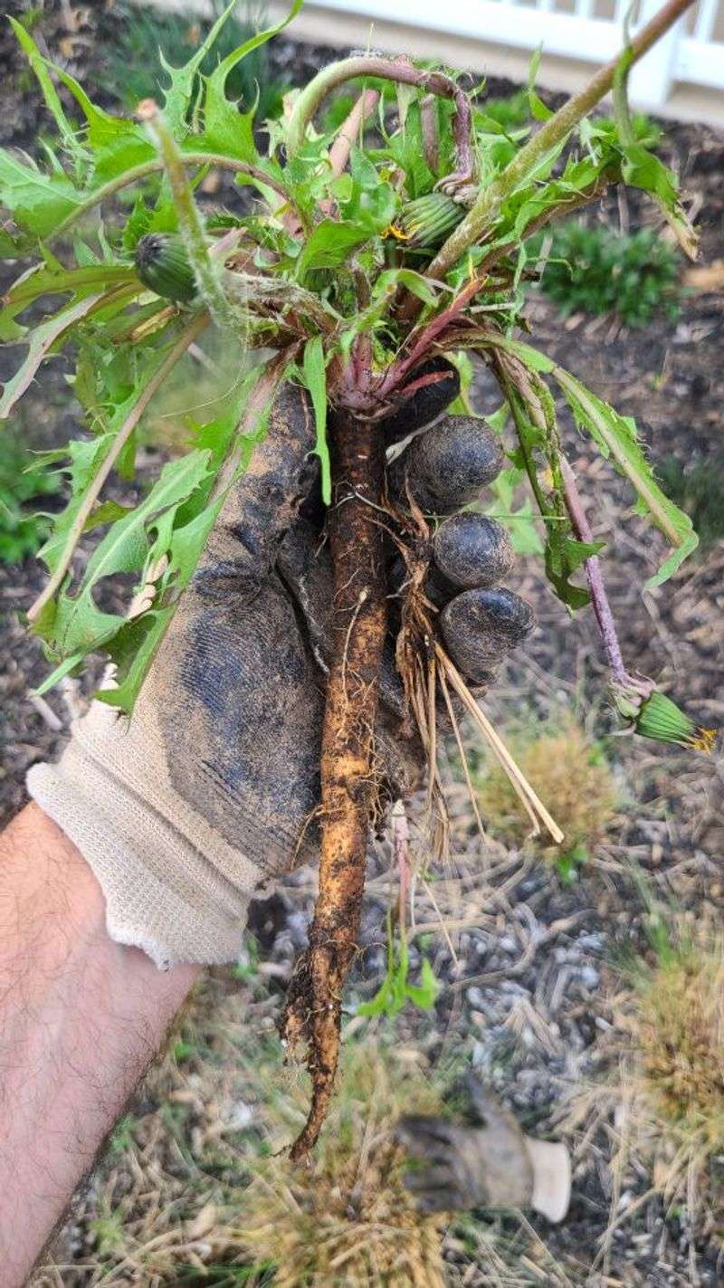 Established weeds can recover from the brown top