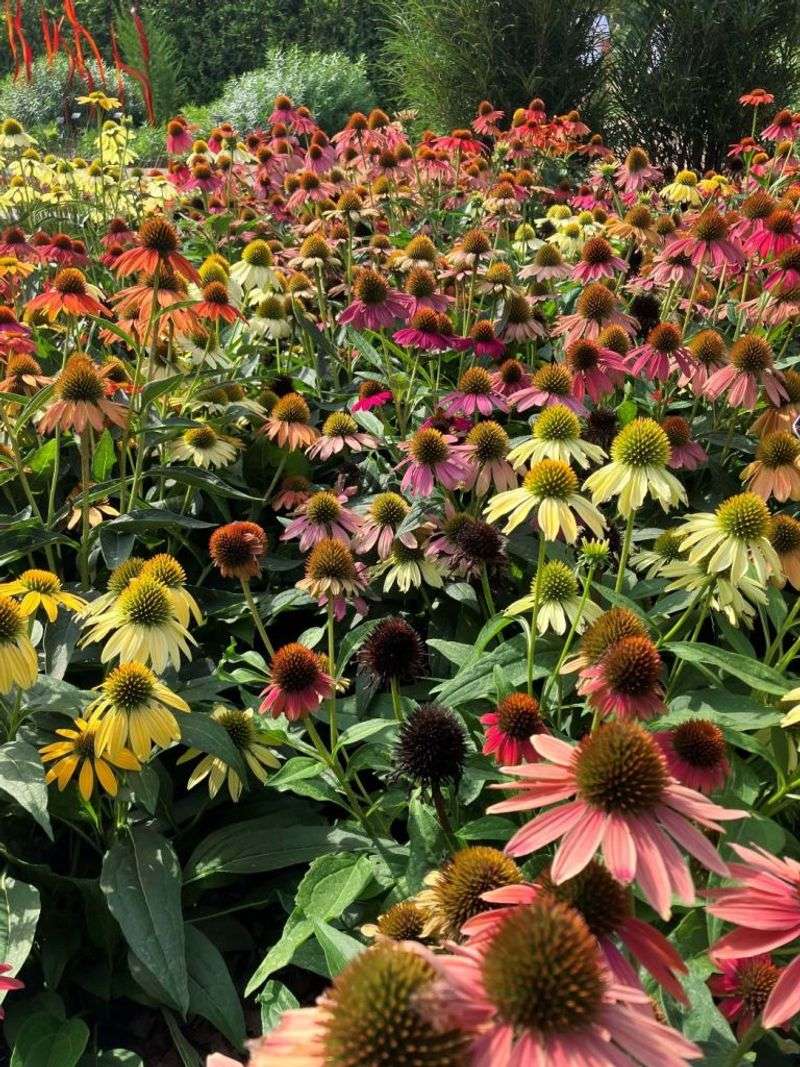 Coneflower (Echinacea)
