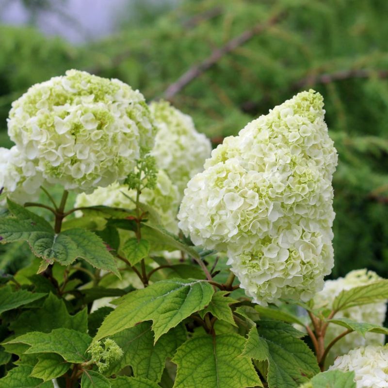 Identify the hydrangea before choosing its light