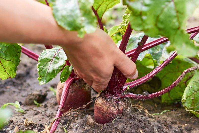 Harvest roots before they become oversized