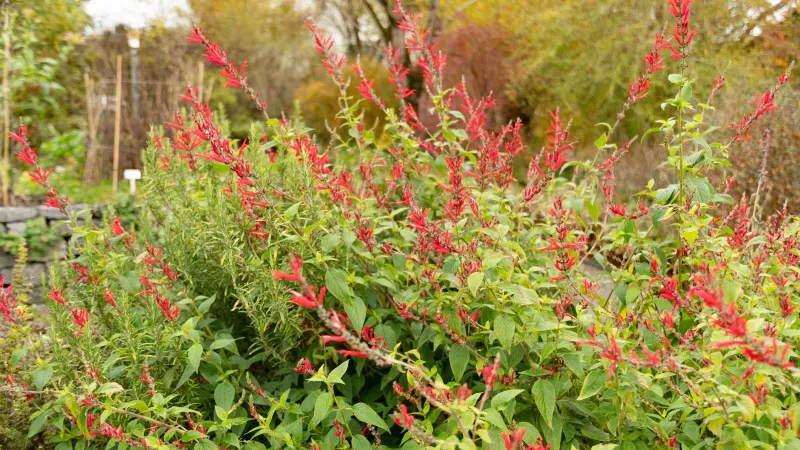 Give this large herb more room than an edging plant