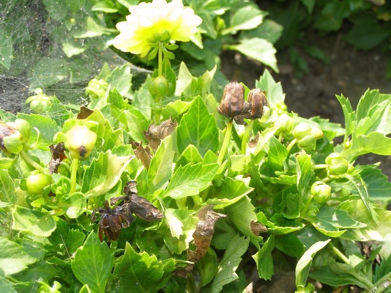 Botrytis leaves a different kind of brown