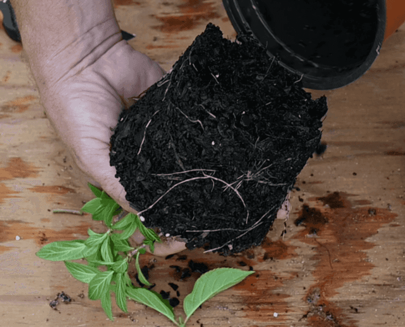 Rooting is only the first milestone
