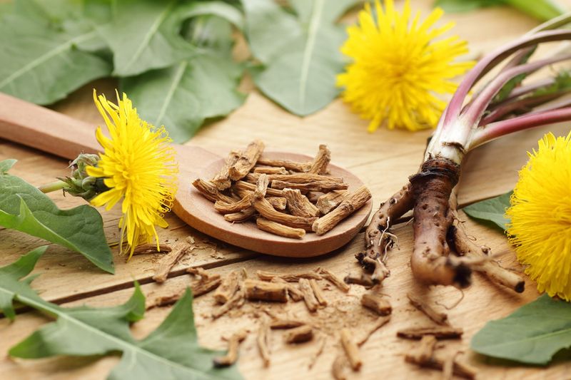 Does inulin make the root medicinal?