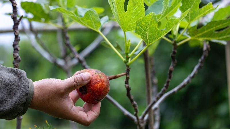 Harvest figs as they reach ripeness