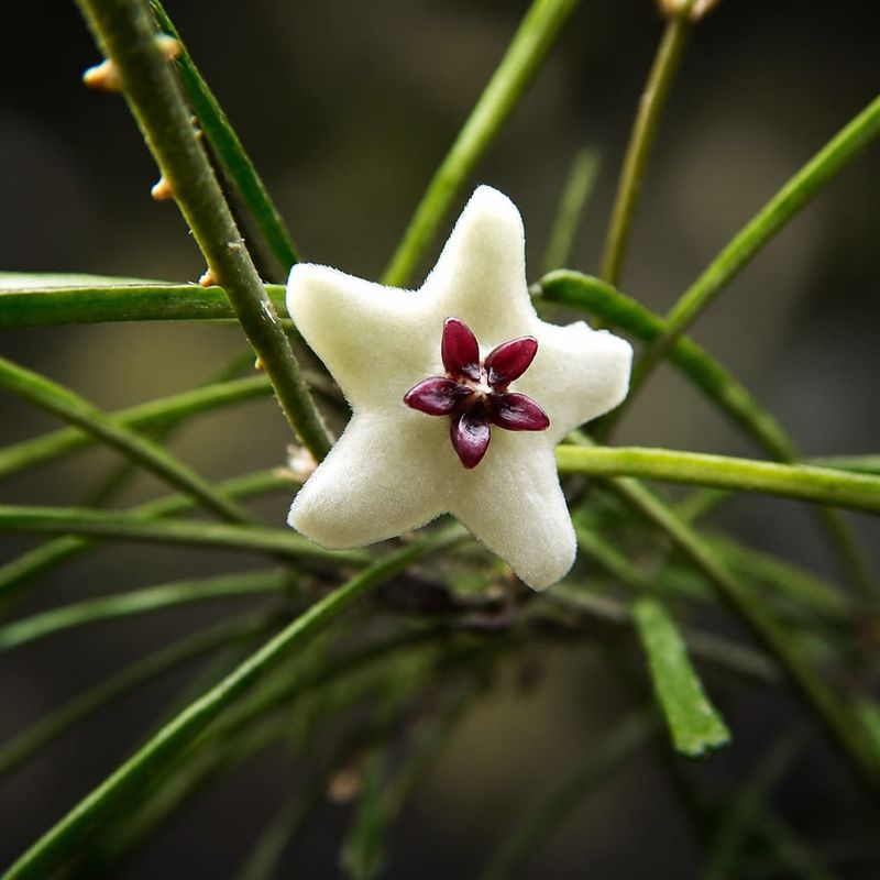 Hoya retusa