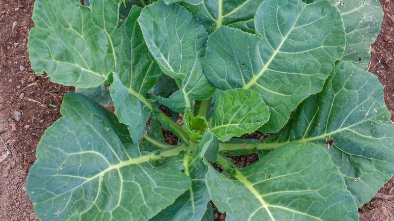 Collard Greens
