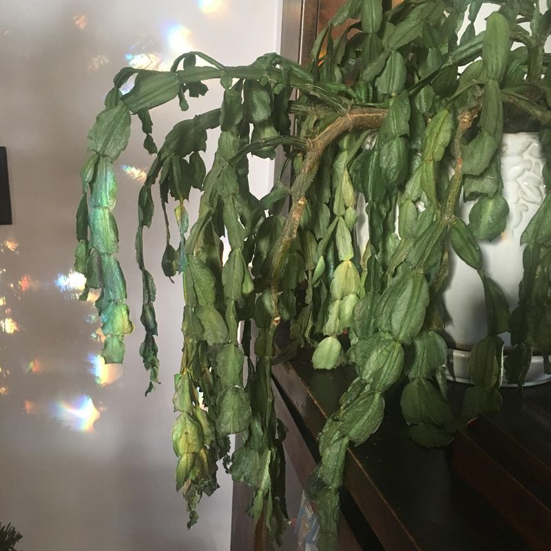 Underwatering or Drought