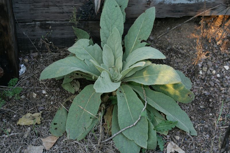 Traditional skin uses do not validate raw leaves