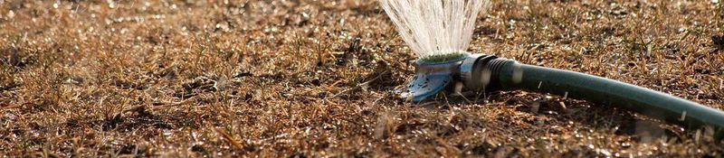 Plant only if you can keep watering