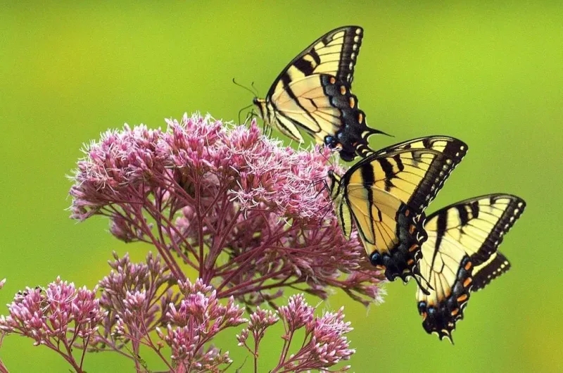 Joe-Pye Weed (Eutrochium purpureum)
