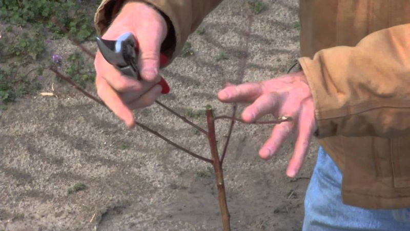 Use September findings to plan earlier scouting next year
