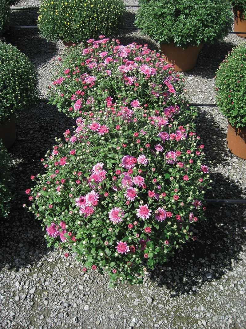 Pinching Shapes the Plant; It Does Not Guarantee Rebloom