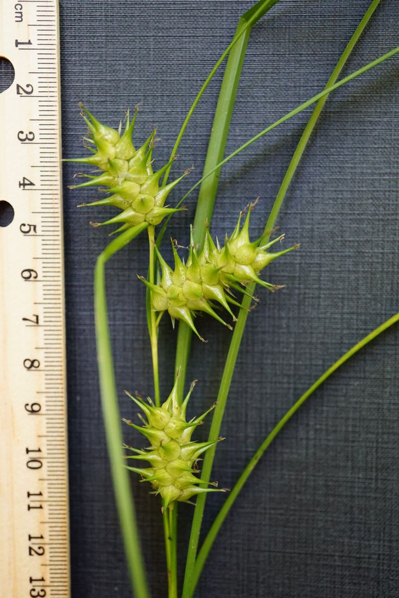 Learn to identify Carex lurida before you plant it