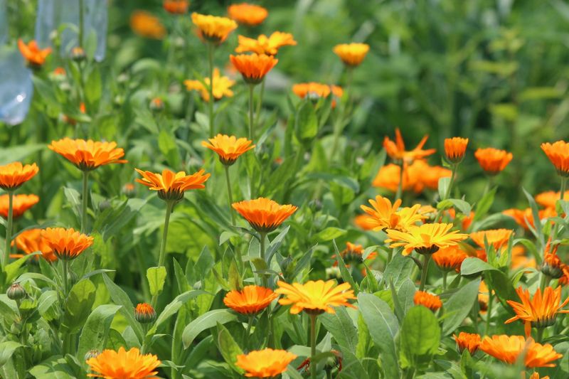 Which flowers should you leave?