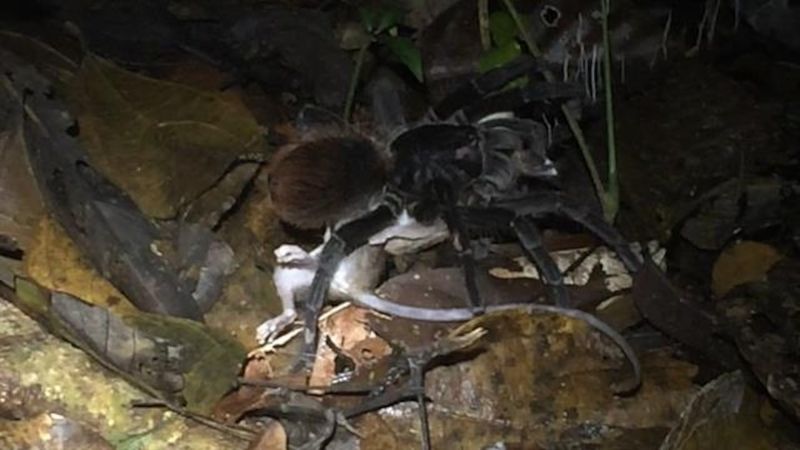 Later sightings do not settle every species name