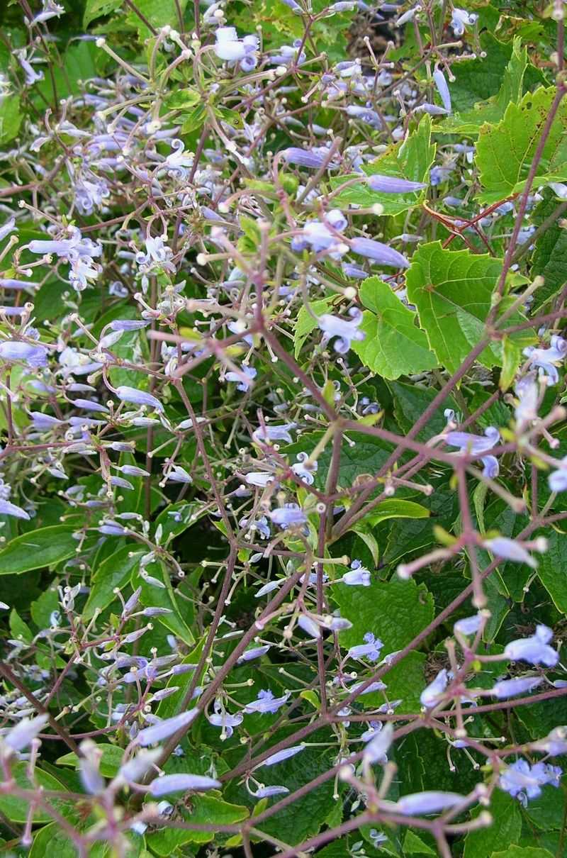 Erect Clematis (Clematis stans)